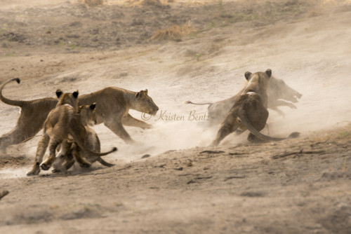 GEP Africa Photo Expedition - Kristen Bentz