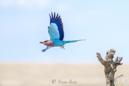 GEP Africa Photo Expedition - Kristen Bentz