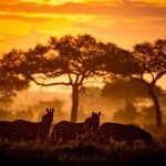 GEP Africa Photo Expedition - Kristen Bentz - action shots