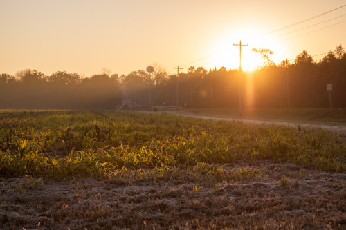 Weeds_Sunset