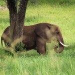 GEP Tanzania Expedition- Elephant