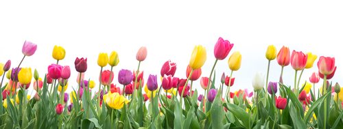 tulips on a white background makes great stock photography