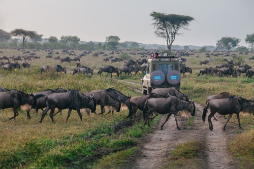 A safari in Tanzania is truly the trip of a lifetime
