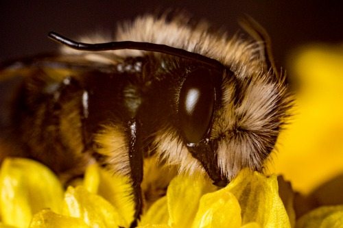 You can achieve these kinds of shots with your DIY macro lens