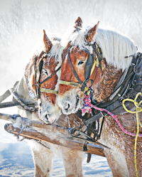 This single horse image was a huge stock photo success