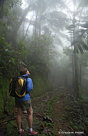 Hiker in a rainforest stock photography