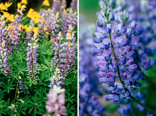 Sarah Ehlen's advice for photographing flowers...