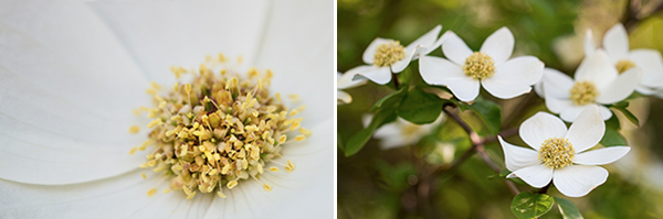 Sarah Ehlen's advice for photographing flowers