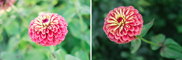 Sarah Ehlen's advice on photographing flowers