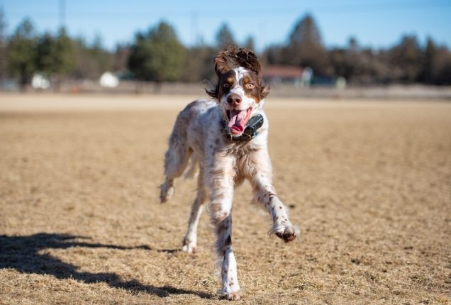 Shooting pets or kids is a good opportunity to practice capturing motion...