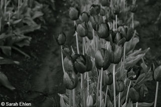 dark image of black and white photo of flowers