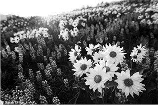 Black and white Flower Photo