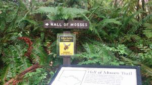 8hall of mosses trail, hoh rainforest by tamatha hazen