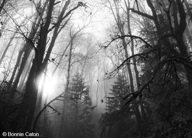 portland photo of trees in cloudy conditions