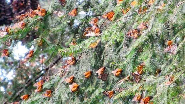 Monarch_Butterflies_ El Rosario_Mexico 640px-min