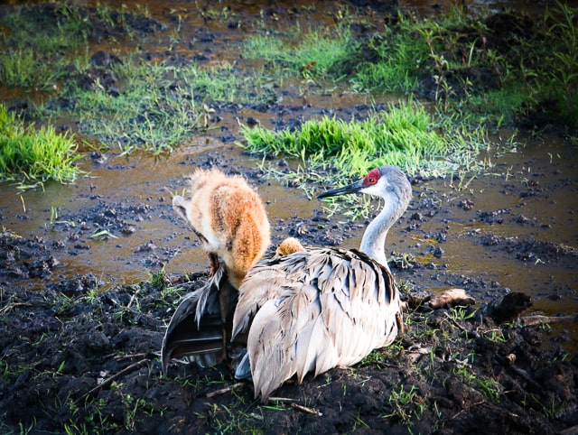 sand hill crane