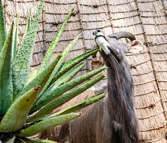 African Nyala