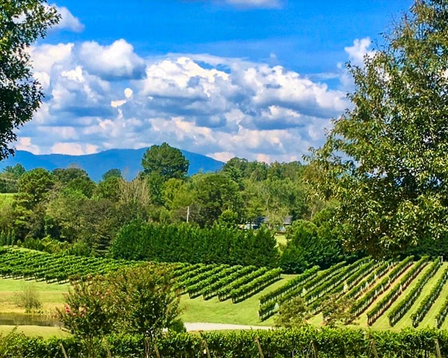 Park Binns Vineyard 640px lr BY DEJANOVIC-min