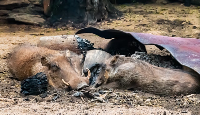 Warthogs by the fire