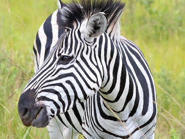 African Zebra