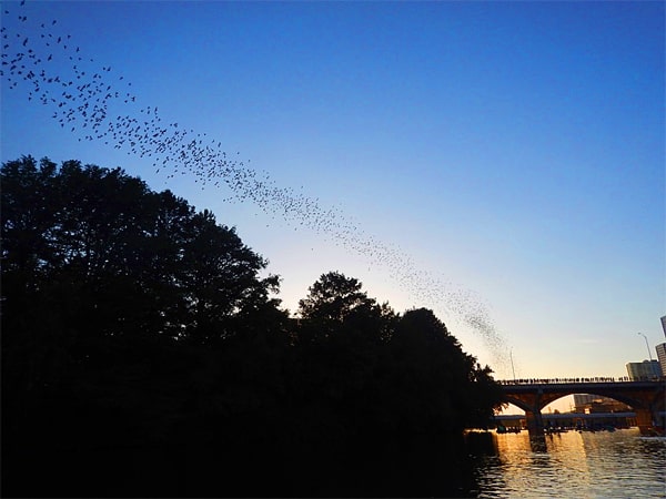 Bats heading out for dinner. - Austin Texas