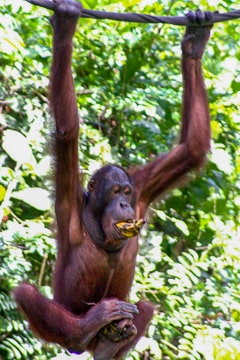 borneo 173 (1) 360px lr ABRAHAMS-min