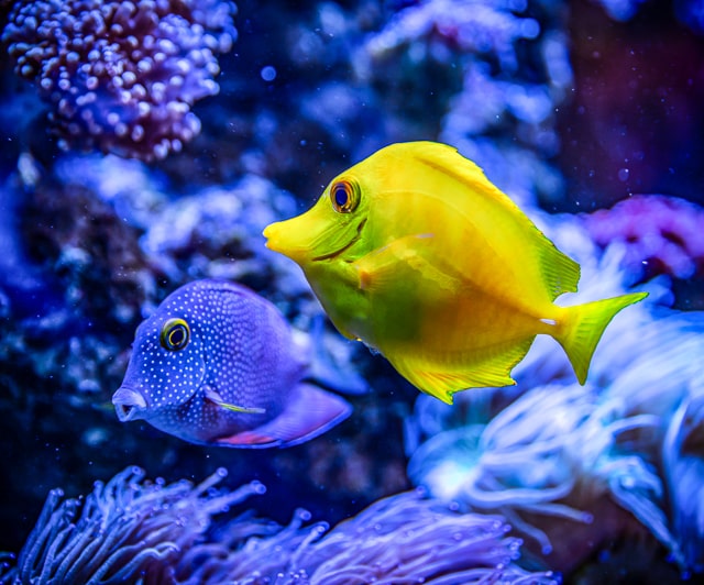 australia coral reef