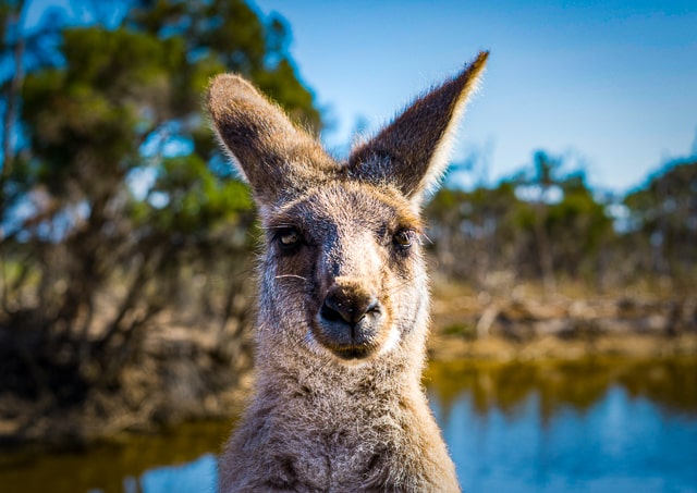 Australian kangaroo