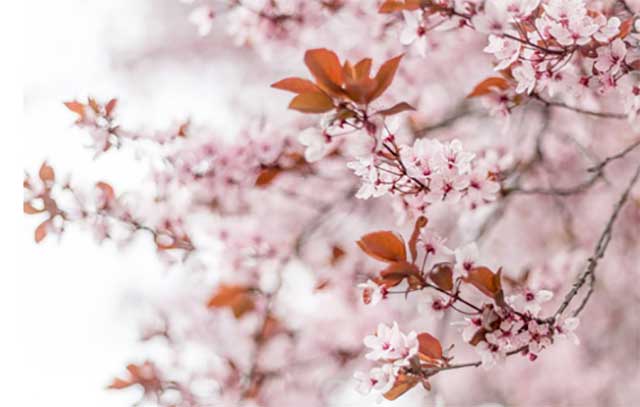 spring blossom