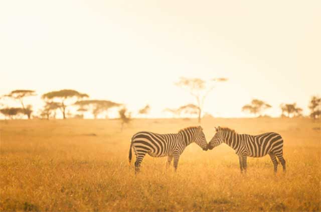 zebra photograph