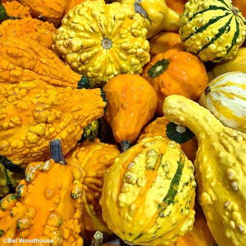 The rich color of vibrant holiday gourds attracts attention.