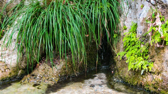 Acheron plants growing near river