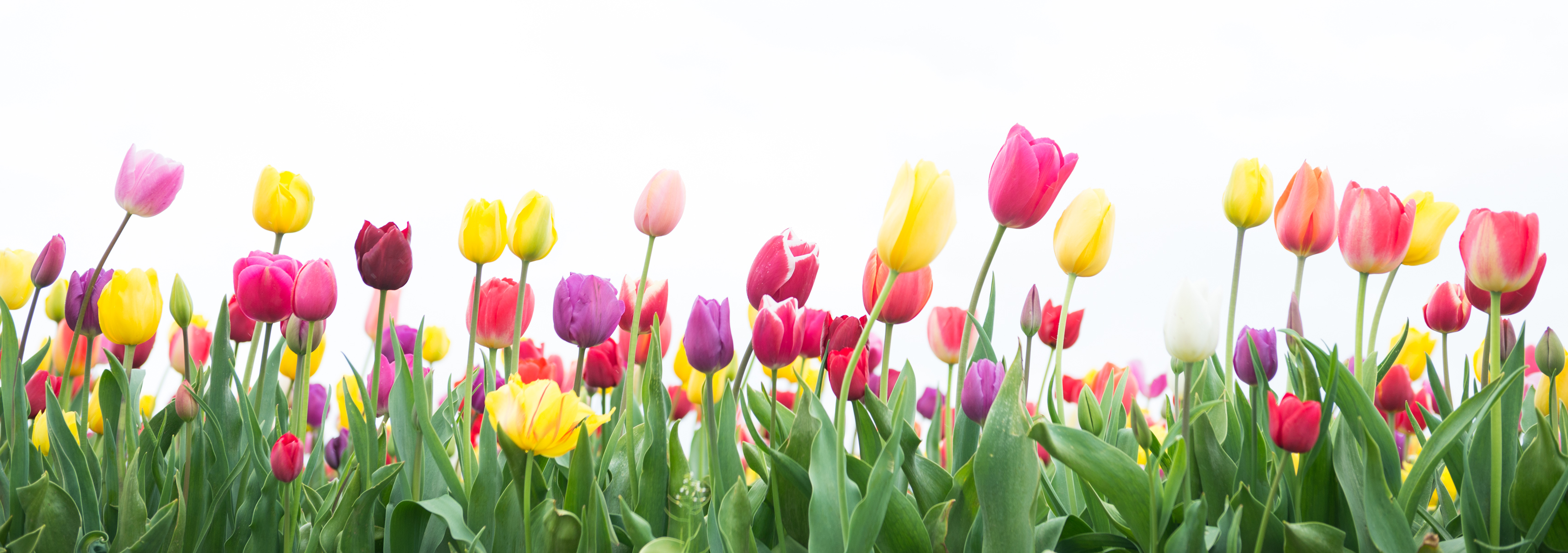 Photo of colorful tulip flowers