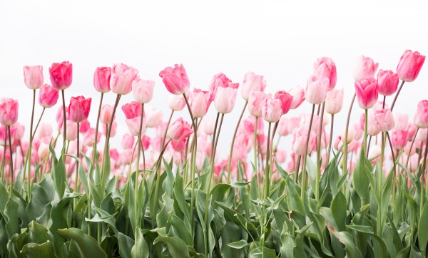 Pink tulip flowers